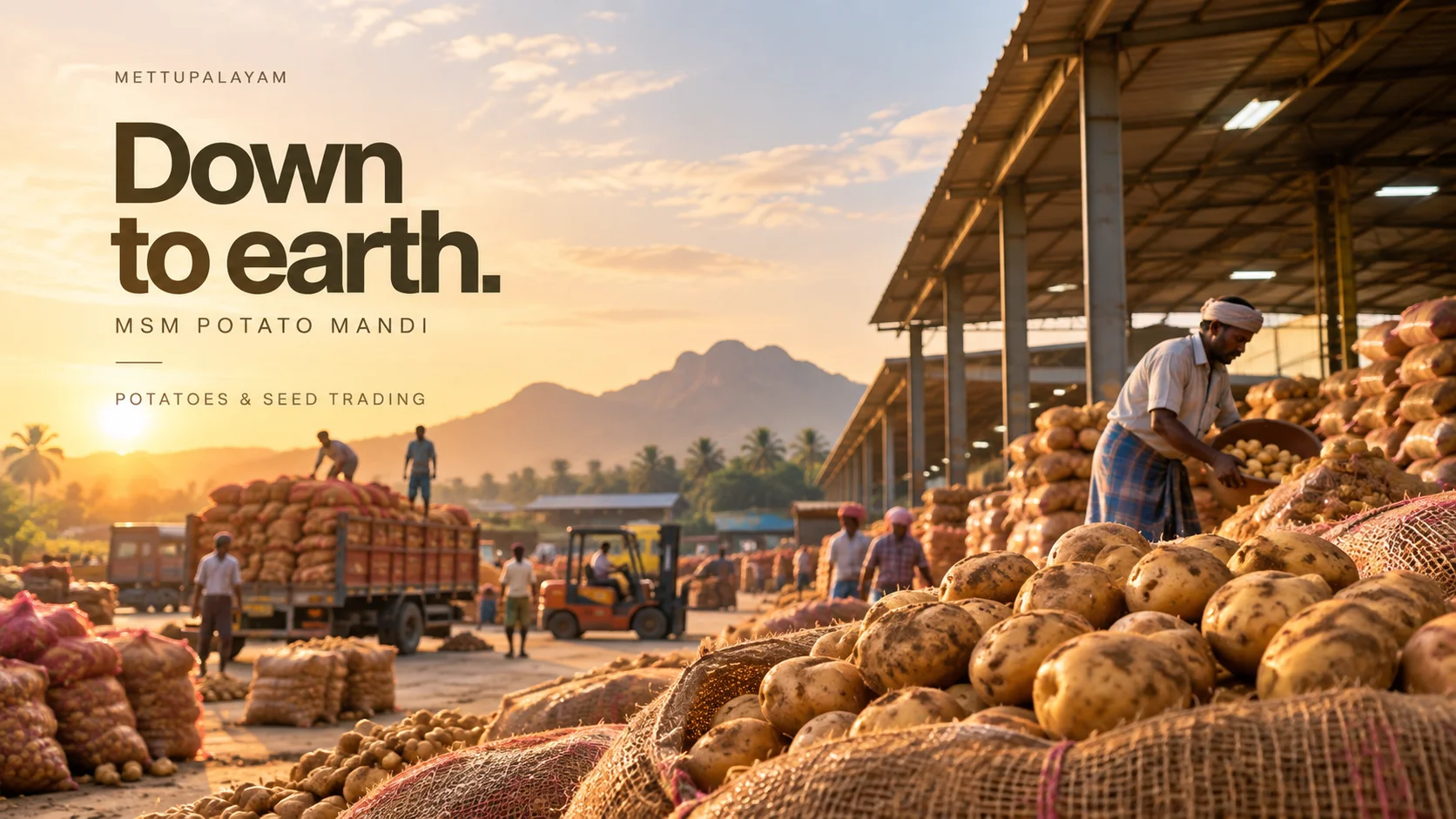 MSM Potato Mandi workers handling potatoes beside trucks and a warehouse in Mettupalayam